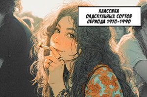 Лучшие сорта канабиса 70-80-90 годов