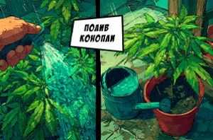 Полив конопли
