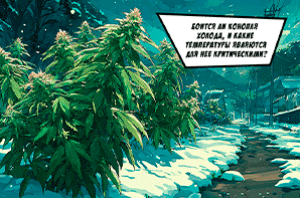 Боится ли марихуана холода?