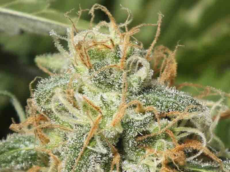 Сорт Black Dream