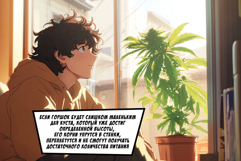 Неправильные размеры горшка для конопли