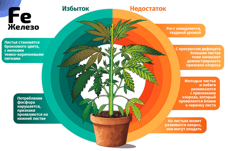 Железо и конопля